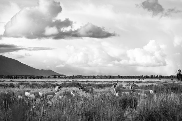 A herd of nine pronghorn standing in a field of sagebrush, under dramatic cloudy skies. The two on the right are looking towards the camera; the others are heads down, grazing. In the background, two pronghorn bucks prepare to tussle.