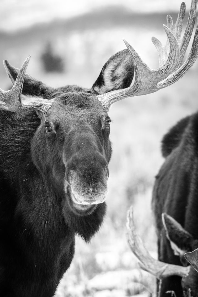 A bull moose looking straight at the camera at Antelope Flats, while another one eats some grass.