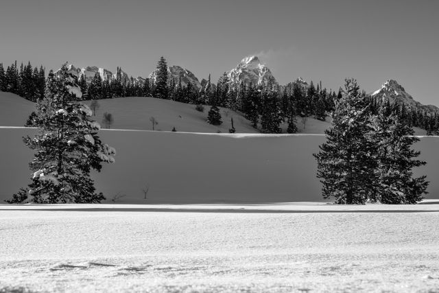 The Grand, seen behind a line of trees at the top of a snow-covered ridge. In the foreground, three snow-covered pine trees.