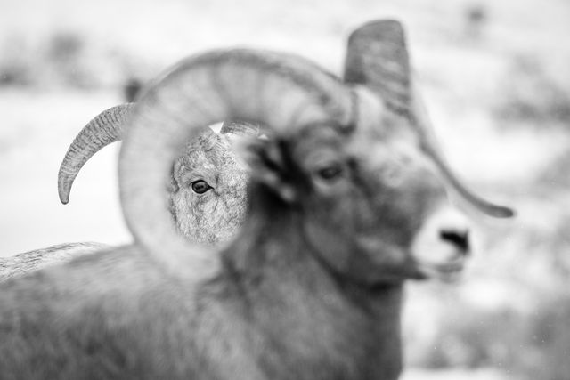 The eye of a bighorn sheep ram seem through the gap in the horns of another ram in the foreground, out of focus.