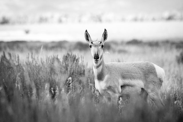 A pronghorn doe standing in a field of sagebrush, looking towards the camera.