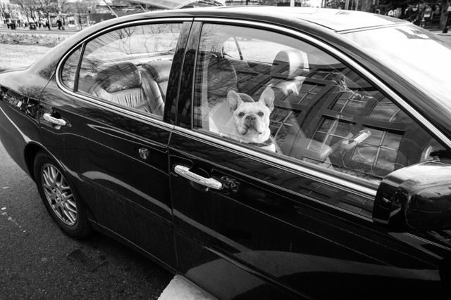 A sweet french bulldog peering from the passenger window of a car at a stoplight.