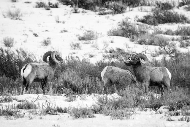 Three bighorn sheep rams posturing on a hillside at the National Elk Refuge.