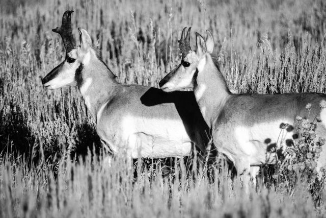 Two pronghorn bucks standing side by side in a field of sagebrush. The one on the left is standing slightly ahead of the other, and has slighly bigger horns.