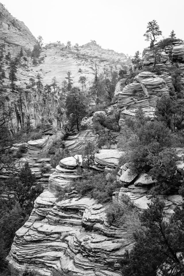 Trees and a sandstone rock formation near the Zion-Mount Carmel Highway.