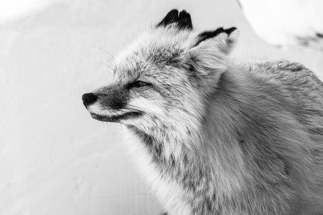 A portrait of a red fox, looking towards the left of the frame, and standing in front of a snowbank.