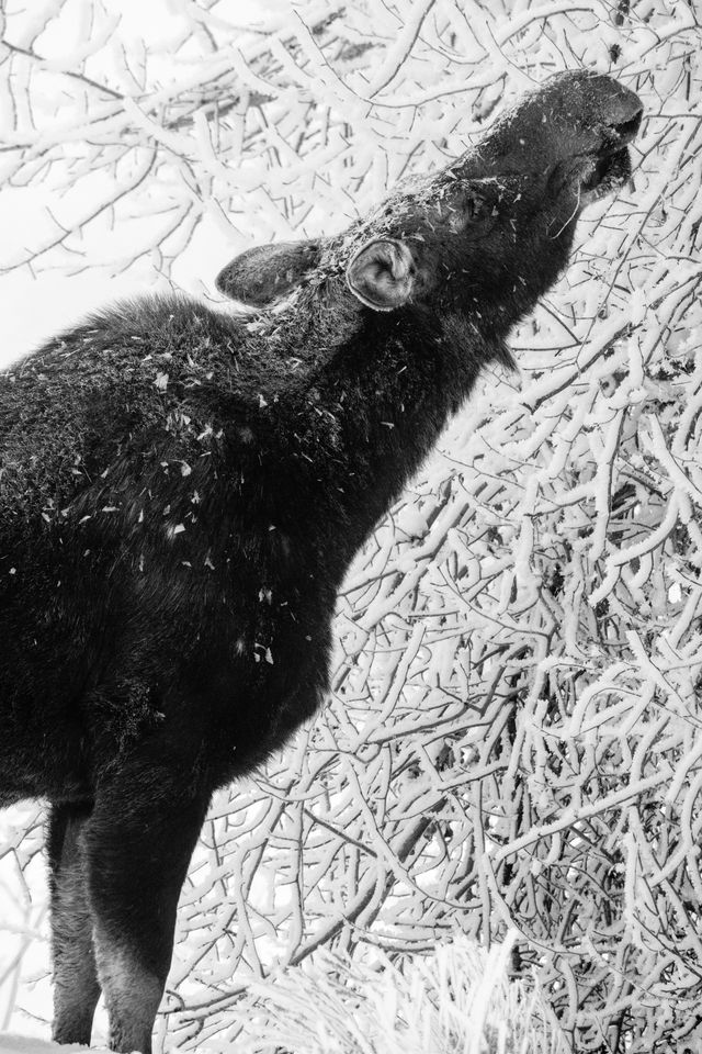 A cow moose, with her head tilted up and her eyes closed, chewing on snow-covered branches. Her fur is covered in frost.