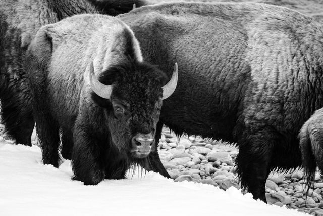 A group of bison standing on the snow-covered bank of the Gros Ventre river.