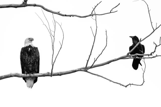 A bald eagle and a raven sharing a branch in a tree at Grand Teton National Park.