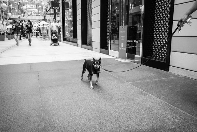 Cocoa the dog, at CityCenterDC.