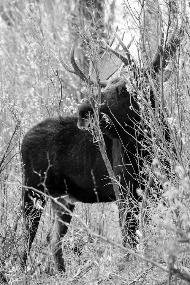 A moose, partially hidden behind some branches near the Gros Ventre river at Grand Teton National Park.