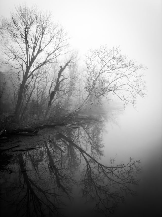 Bare trees reflected on the waters on the shore of Theodore Roosevelt Island, shrouded in fog.