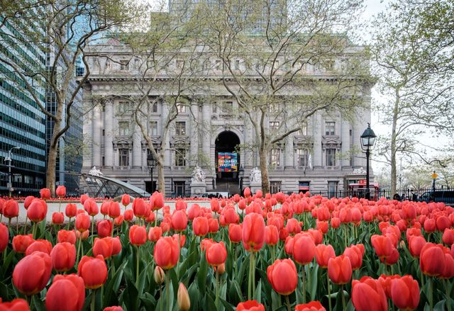 Tulips on Bowling Green in New York, with the National Museum of the American Indian in the background.