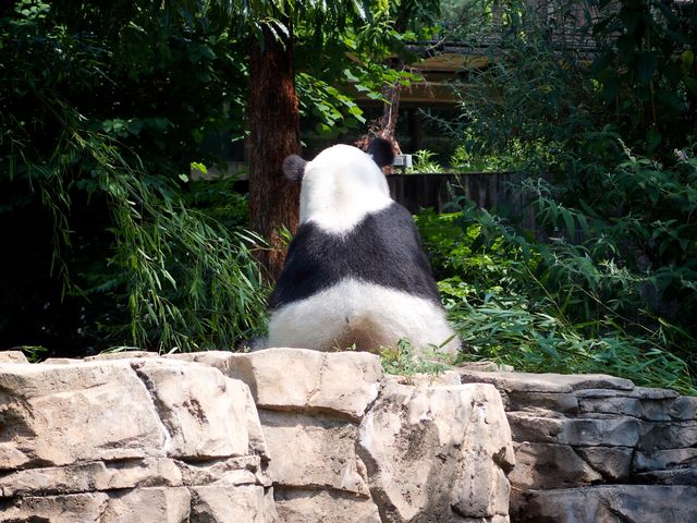 One of the giant pandas at the National Zoo.