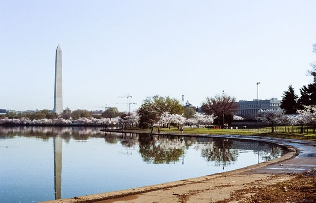 The Tidal Basin during the Cherry Blossom Festival.