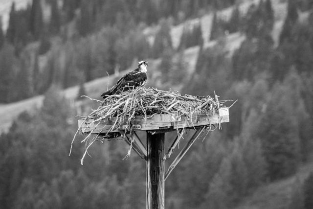 An osprey sitting on its nest at the top of a wooden platform at Grand Teton National Park.