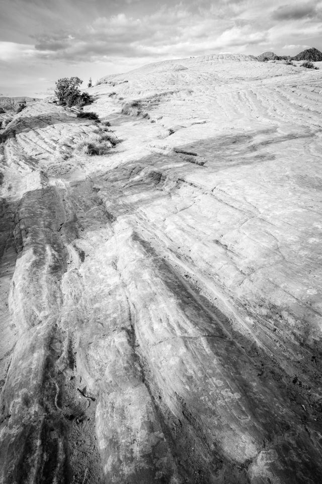 The Petrified Dunes of Snow Canyon, under cloudy skies. The shadow of a tree can be seen on the rock. In the background, a juniper tree.