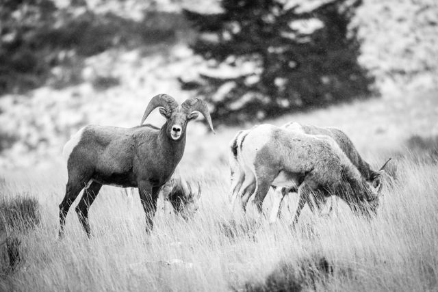 A group of four bighorn sheep standing in the brush. The one on the foreground on the left is a ram, looking straight at the camera. The rest are heads down, browsing in the brush.