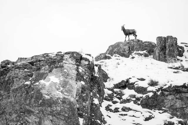 A bighorn sheep walking along the top of a snow-covered ridge at the National Elk Refuge.