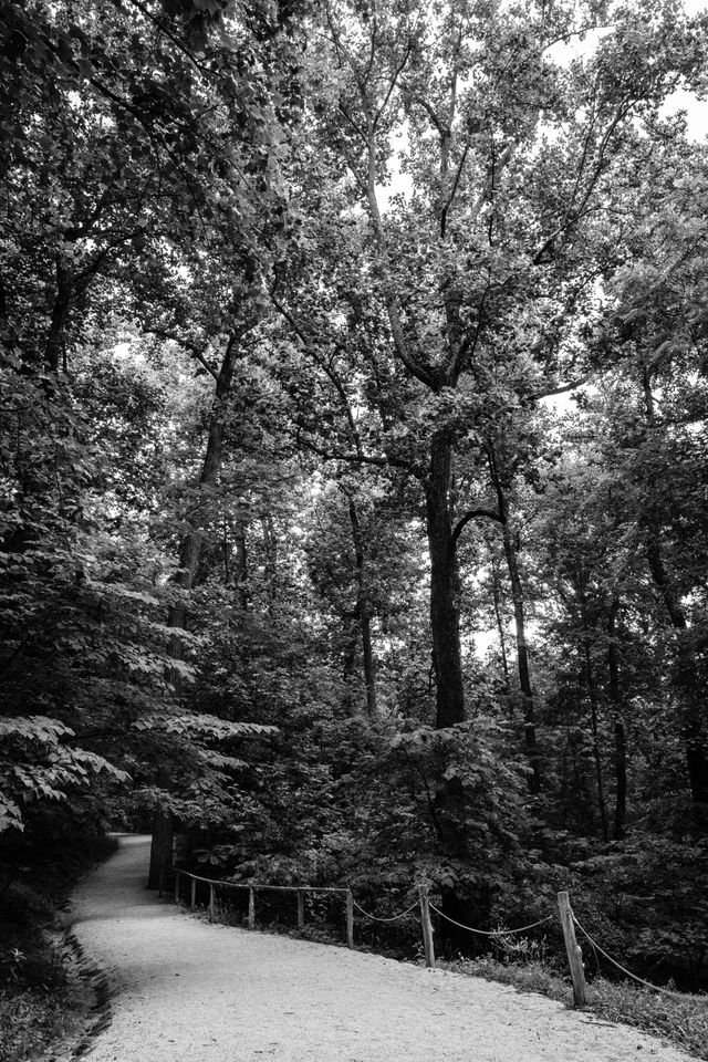 A path through the forest near Thomas Jefferson's Monticello.