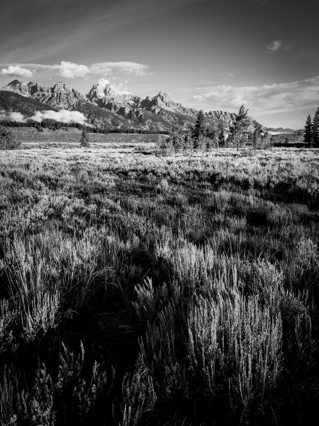 The Teton range in early morning light. In the foreground, trees and sagebrush.