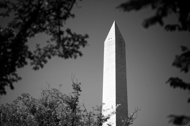 The Washington Monument, seen through the trees.