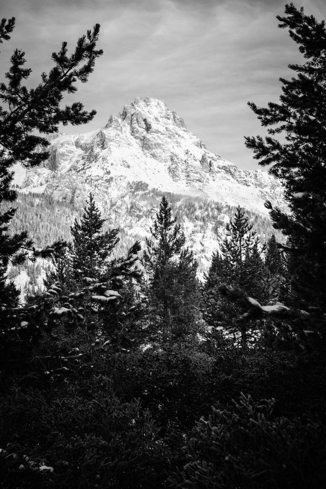 Teewinot Mountain, seen from the Taggart Lake trail, framed by pine trees.