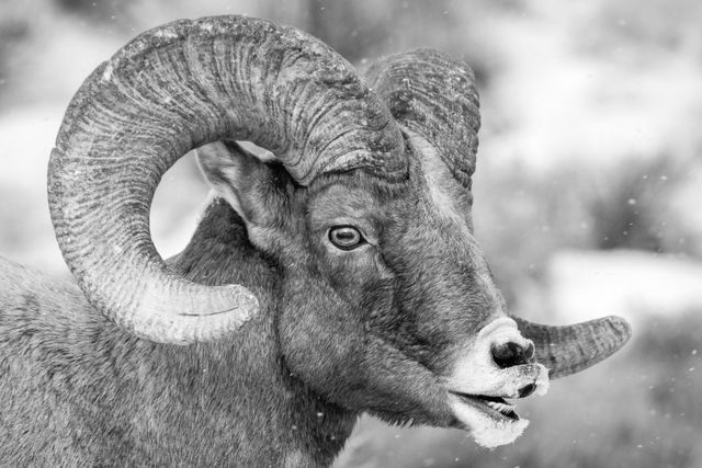 A close-up portrait of a bighorn ram, displaying its flehmen response.