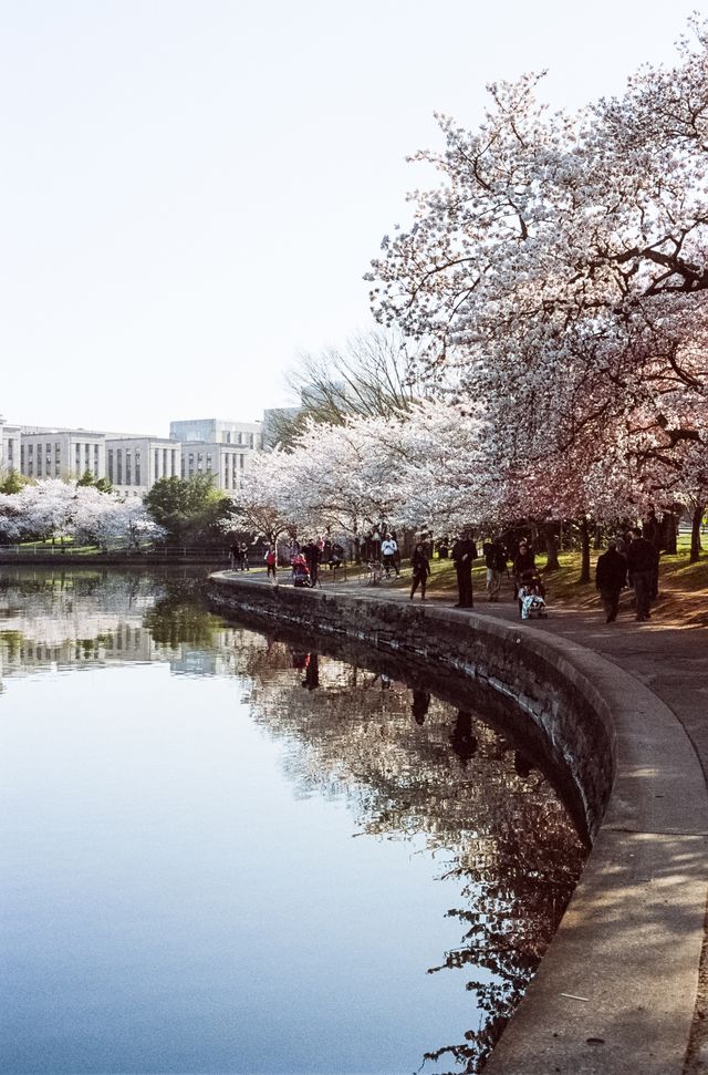 The Tidal Basin during the Cherry Blossom Festival.