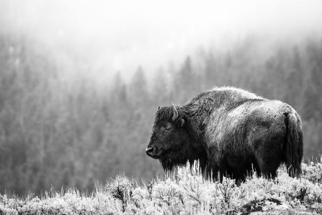 A bison, wet from the rain, standing among the sage brush on a foggy morning in the Lamar Valley.