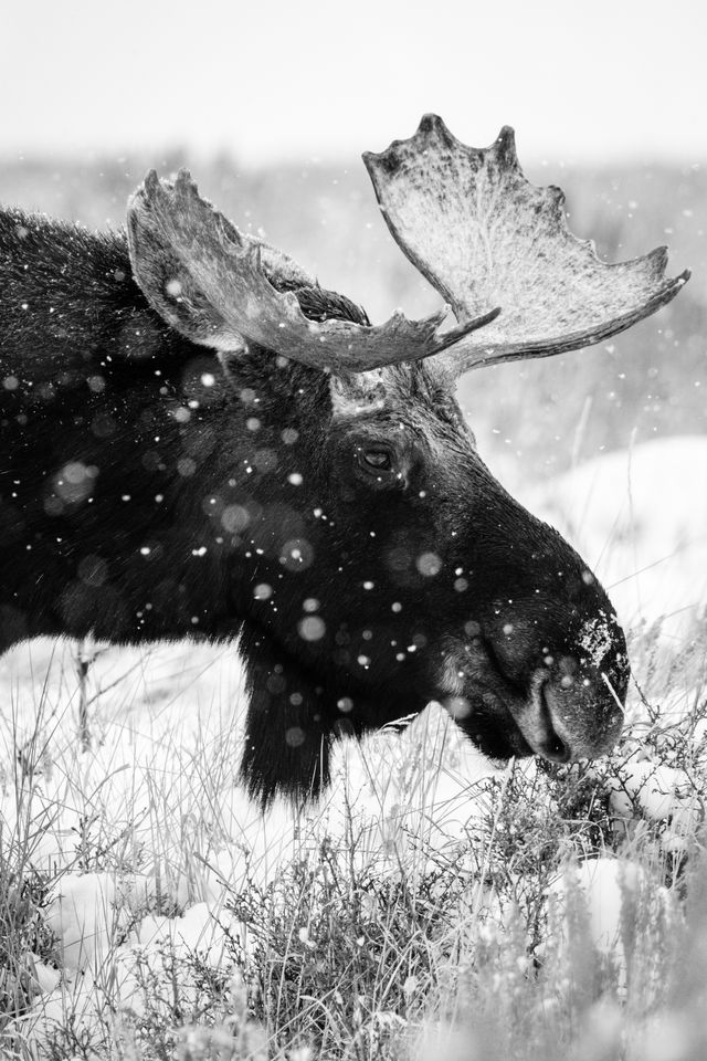 A bull moose standing in the brush at Antelope Flats while it snows.