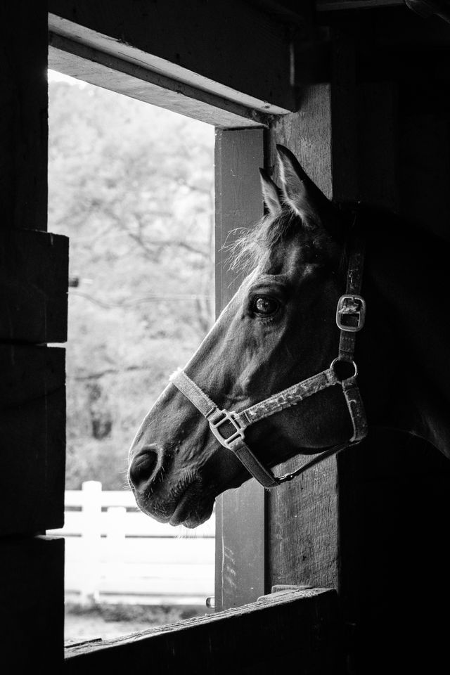 Dickerson, a 15-year-old fox trotter, looking out a window.