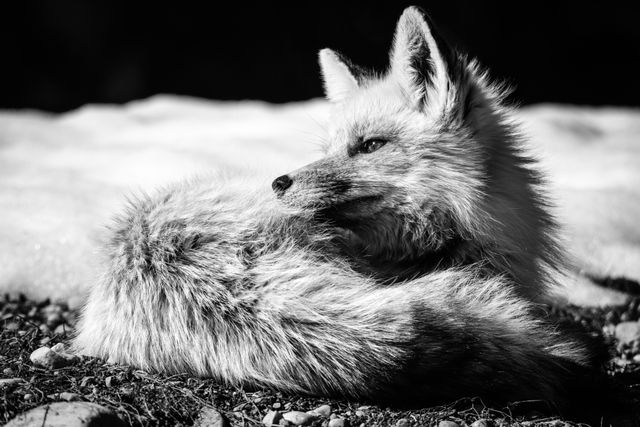 A red fox, laying down, looking towards the left of the frame.