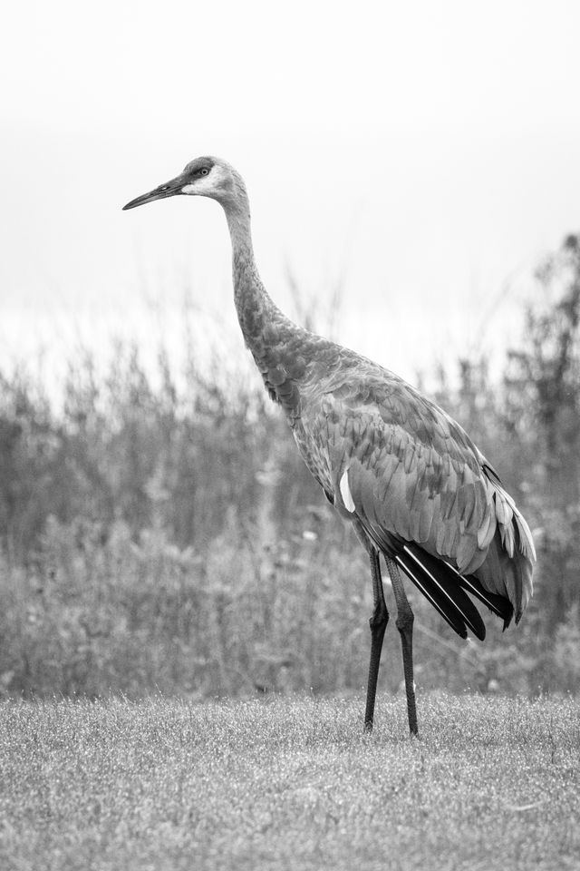 A sandhill crane standing at the Glen Lake picnic area, with Glen Lake in the background.