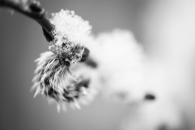 Snowflakes on the catkin of an Aspen tree.