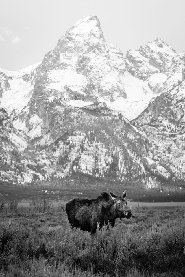 A cow moose stading in sagebrush in front of Grand Teton. Her tongue is poking out.