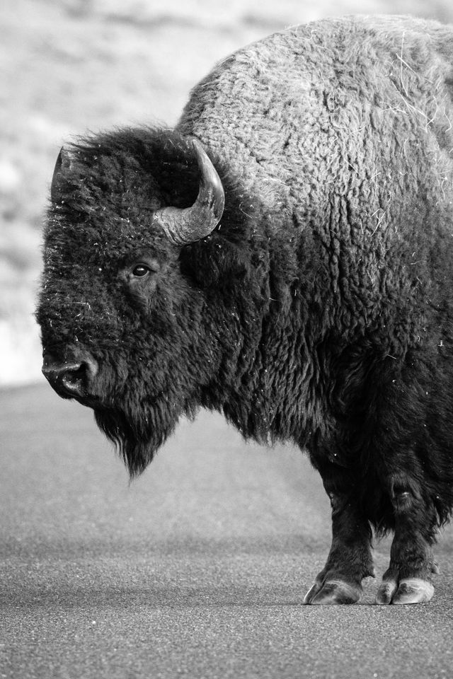 A bison bull, standing on the road.