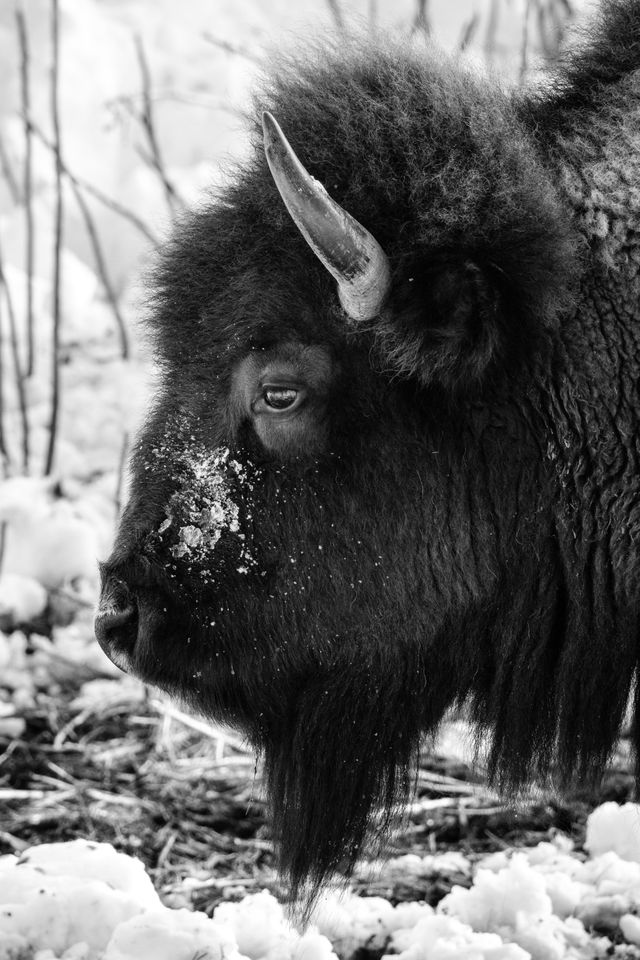 A close-up of a bison's head with snow on its snout, from the side.