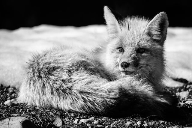 A red fox, laying down, looking in the direction of the camera.