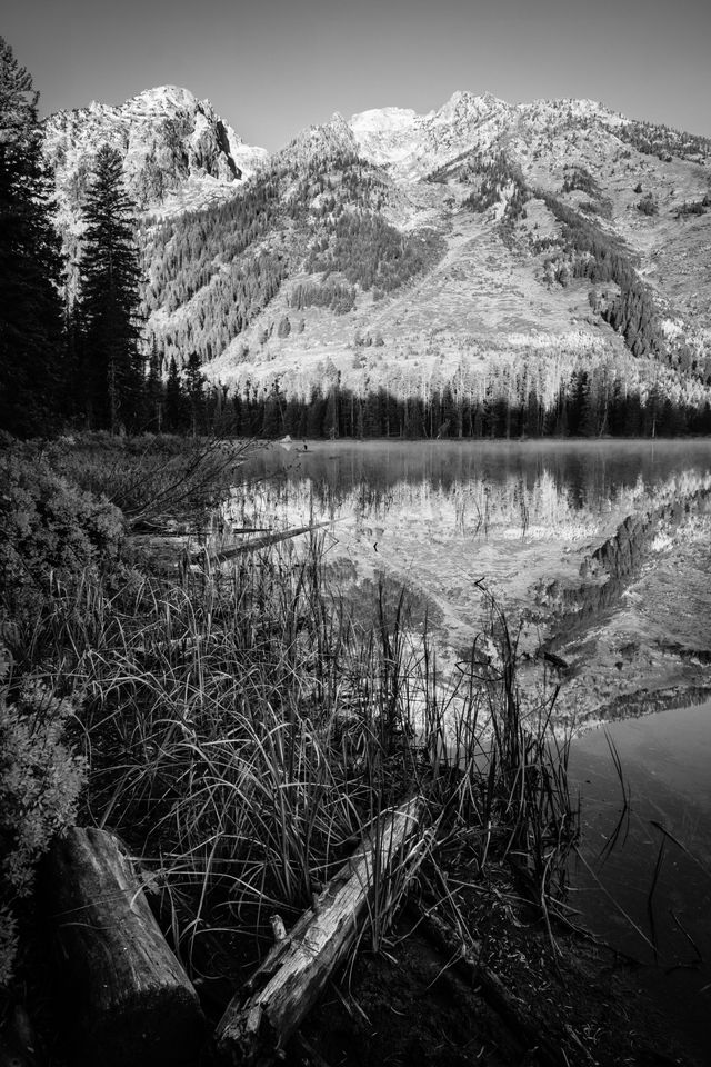 Logs and grasses on the shore of String Lake. In the background, the Teton range, reflected on the surface of the lake.