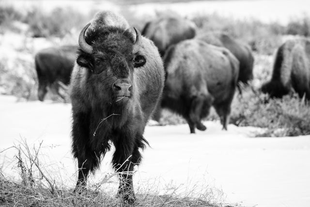 A bison munching on brush near the Kelly Warm Spring.