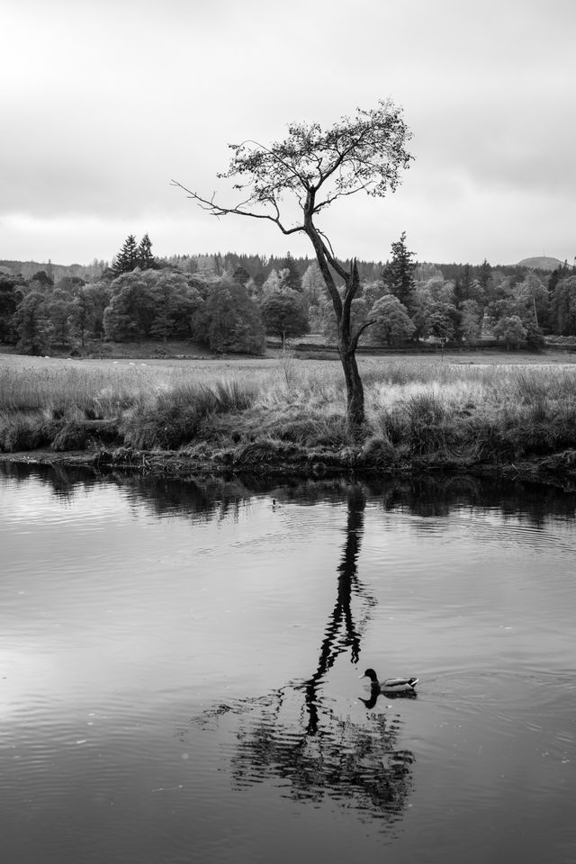 A duck swimming through the reflection of a tree in a pond, in Callander, Scotland.