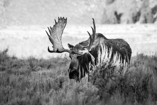 A large bull moose walking along the sagebrush.