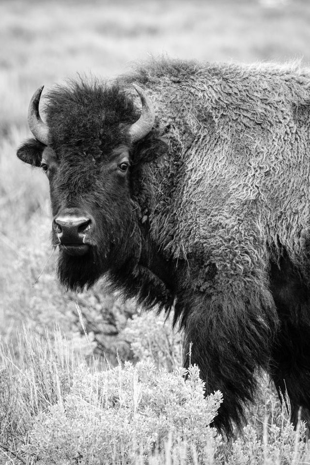 A bison standing in the sage brush and looking at the camera.