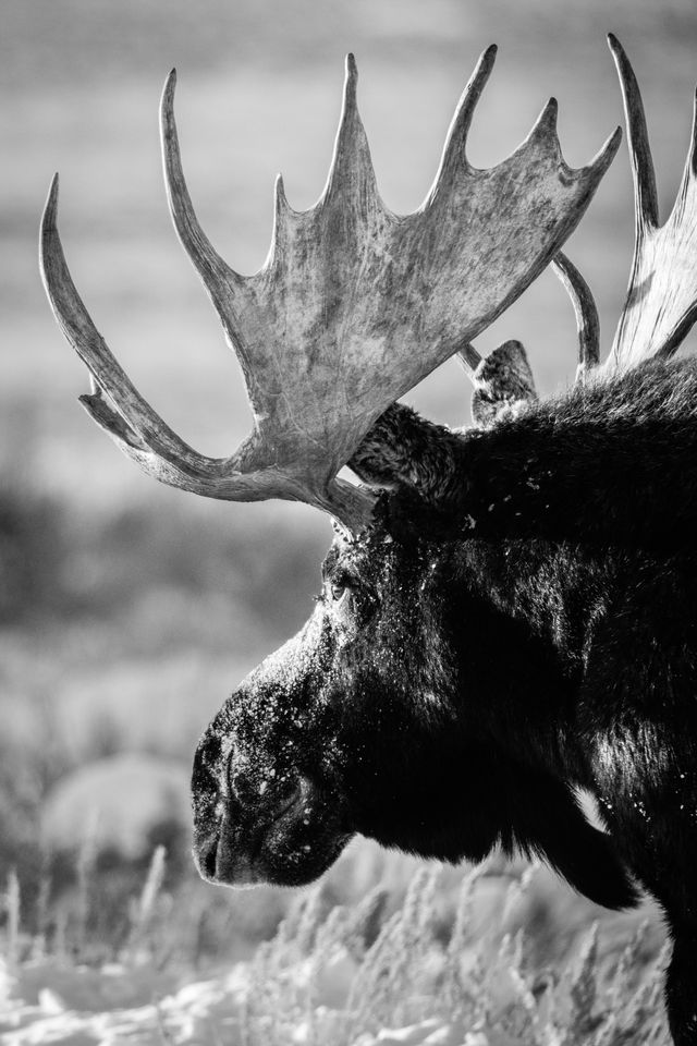 A portrait of a bull moose, from his left side. He's looking towards the left of the frame, away from the camera. The top of his nose is covered in snow.