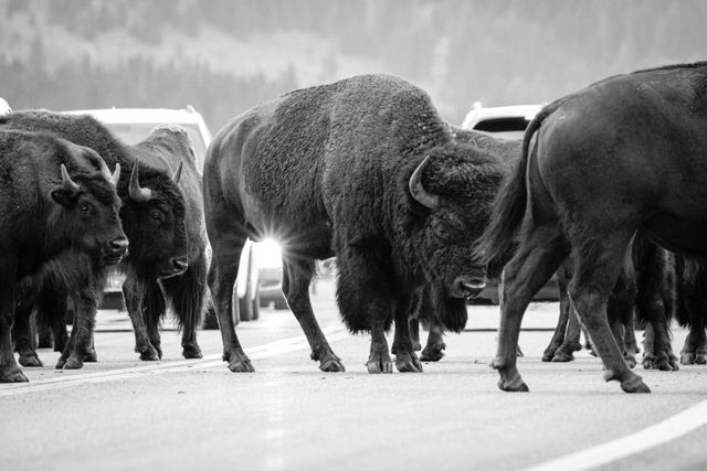 A bison jam at Elk Ranch Flats, with about8 bison blocking the road in front of a handful of cars.