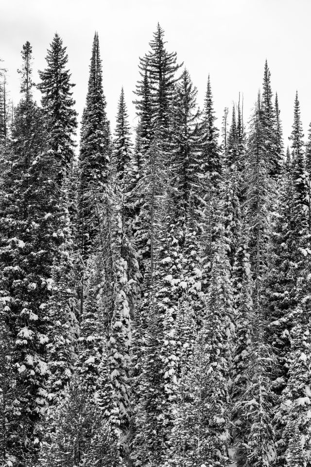 Pine trees covered in snow at Grand Teton National Park.