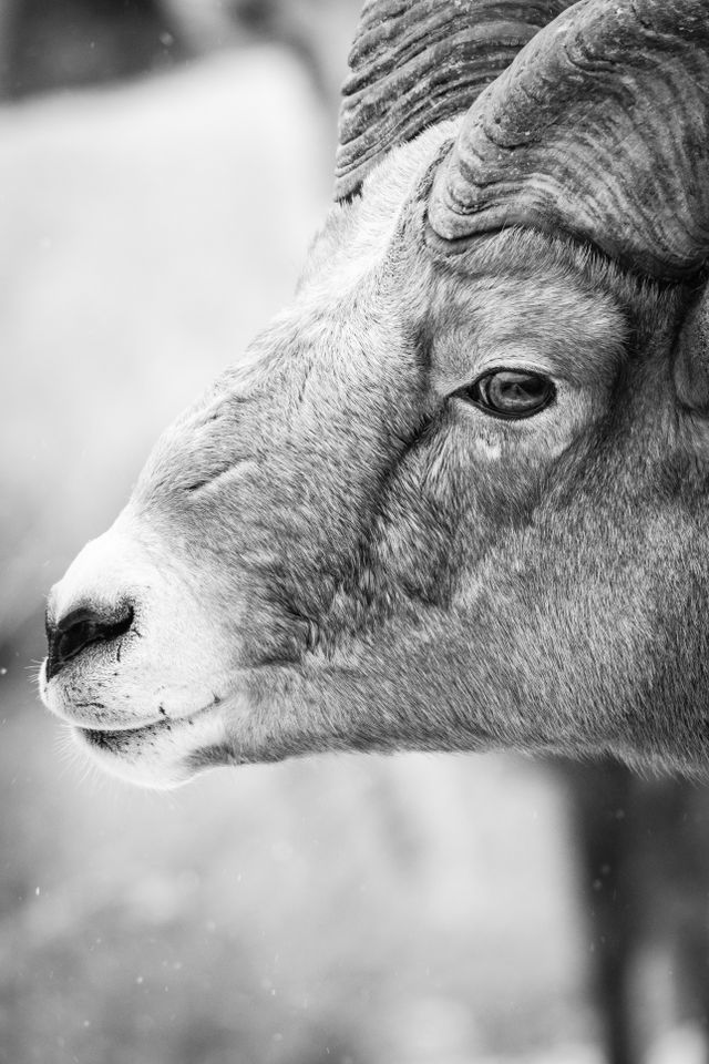 A close-up portrait of a bighorn ram, from the side.