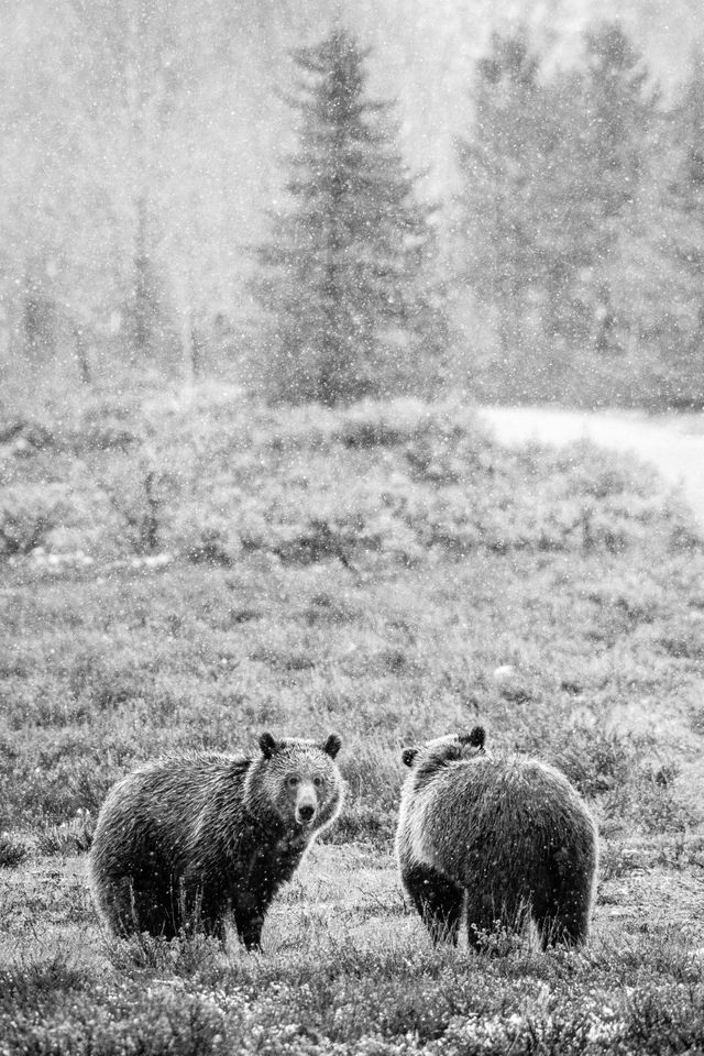 Two grizzly bears standing among sage brush in snowfall. The one on the left is looking towards the camera, the one on the right is looking away.