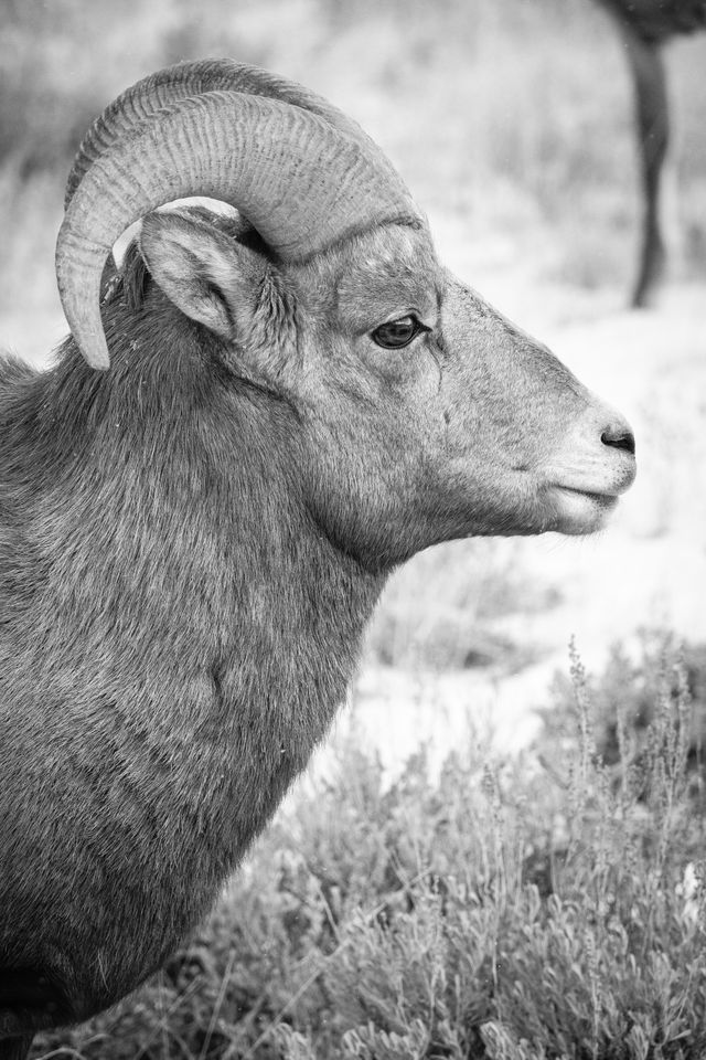 A portrait of a young bighorn ram.